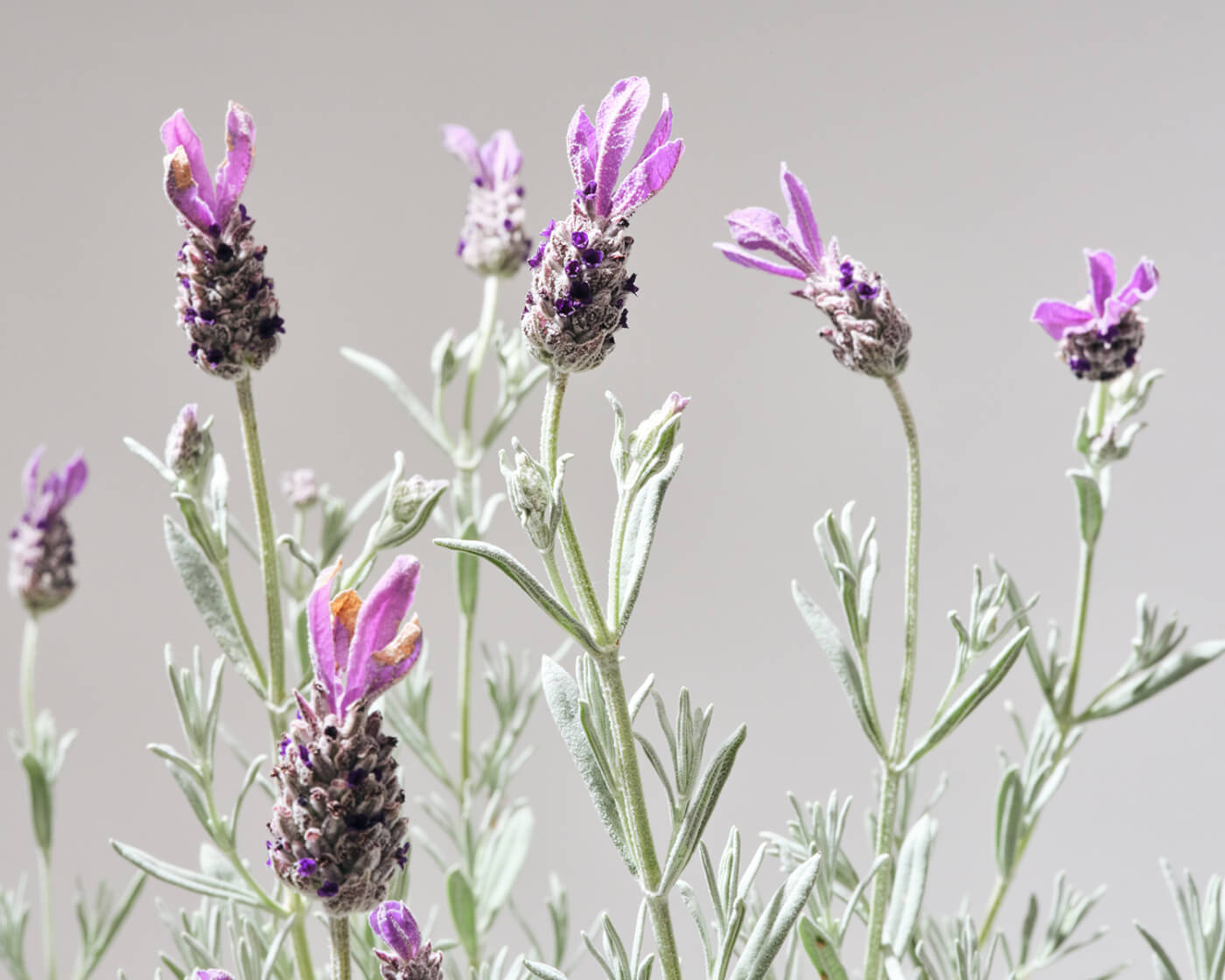 Silver Anouk Lavender