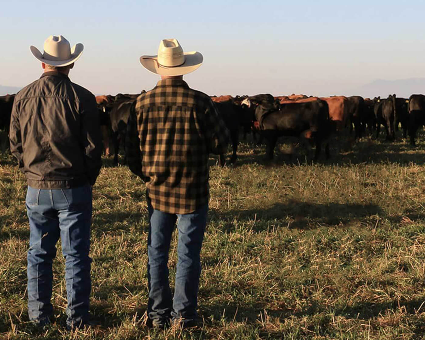 two cowboys on a ranch with cows