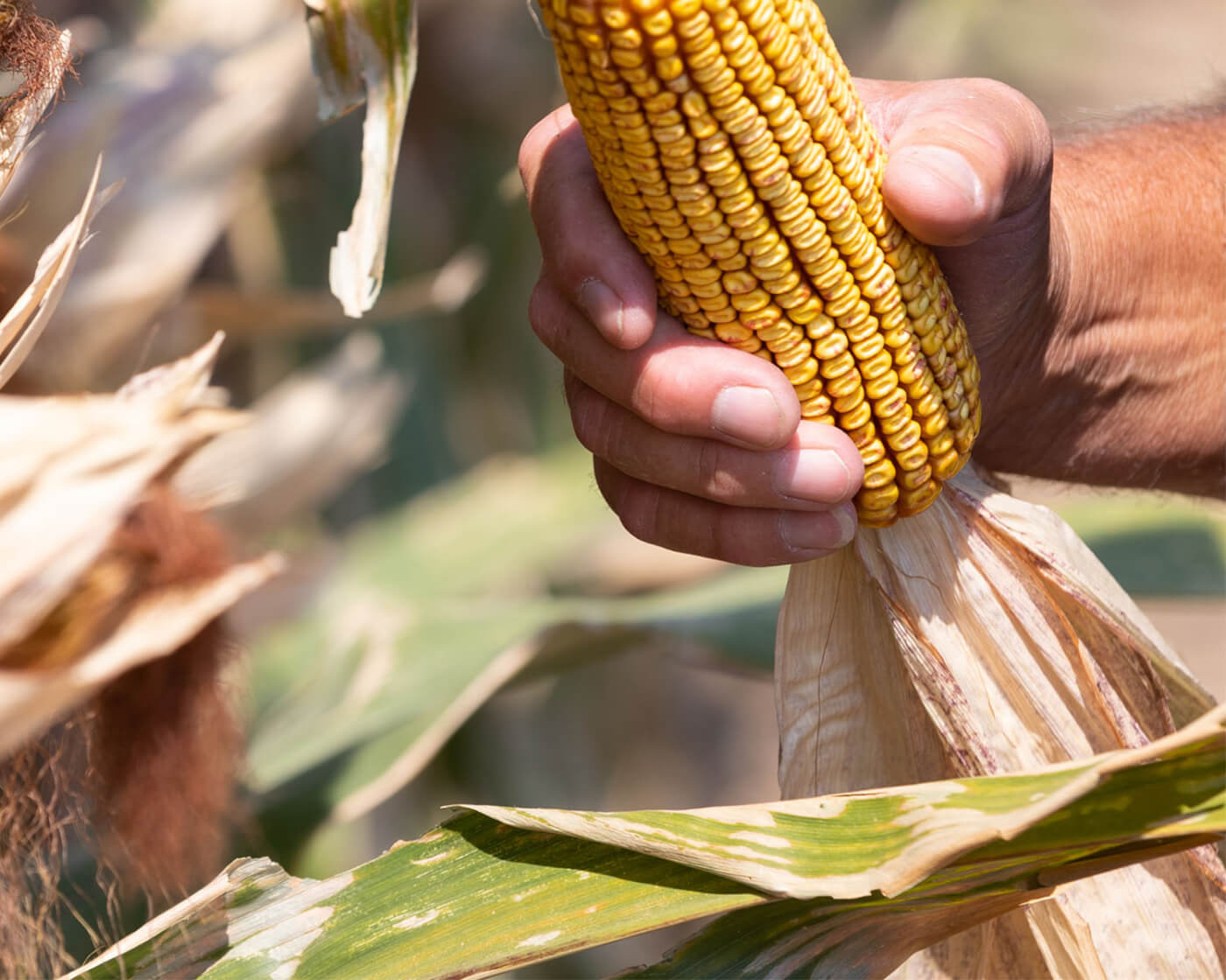 corn photo by Garrett Hanson/Woodinville Whiskey