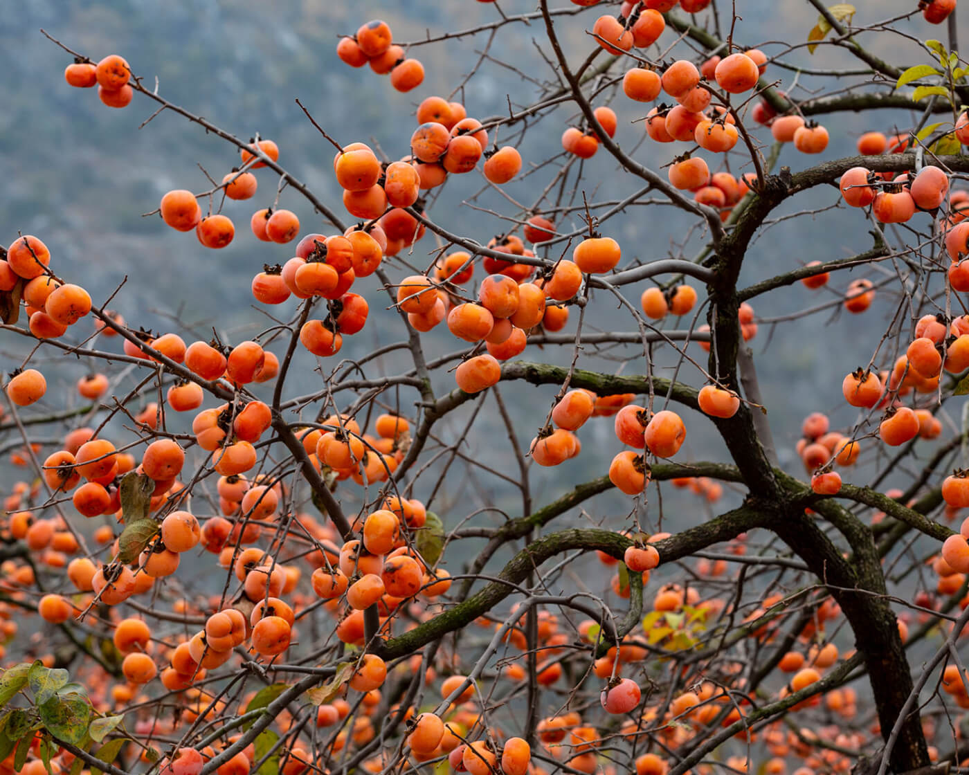 persimmons tree