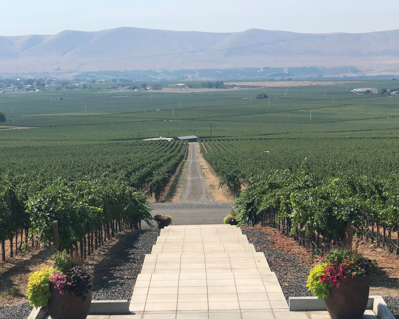 path on a vineyard