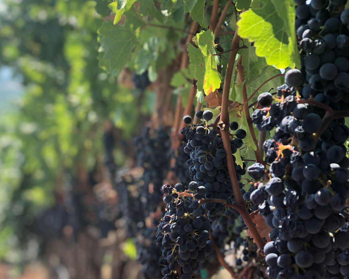 grapes on a vineyard