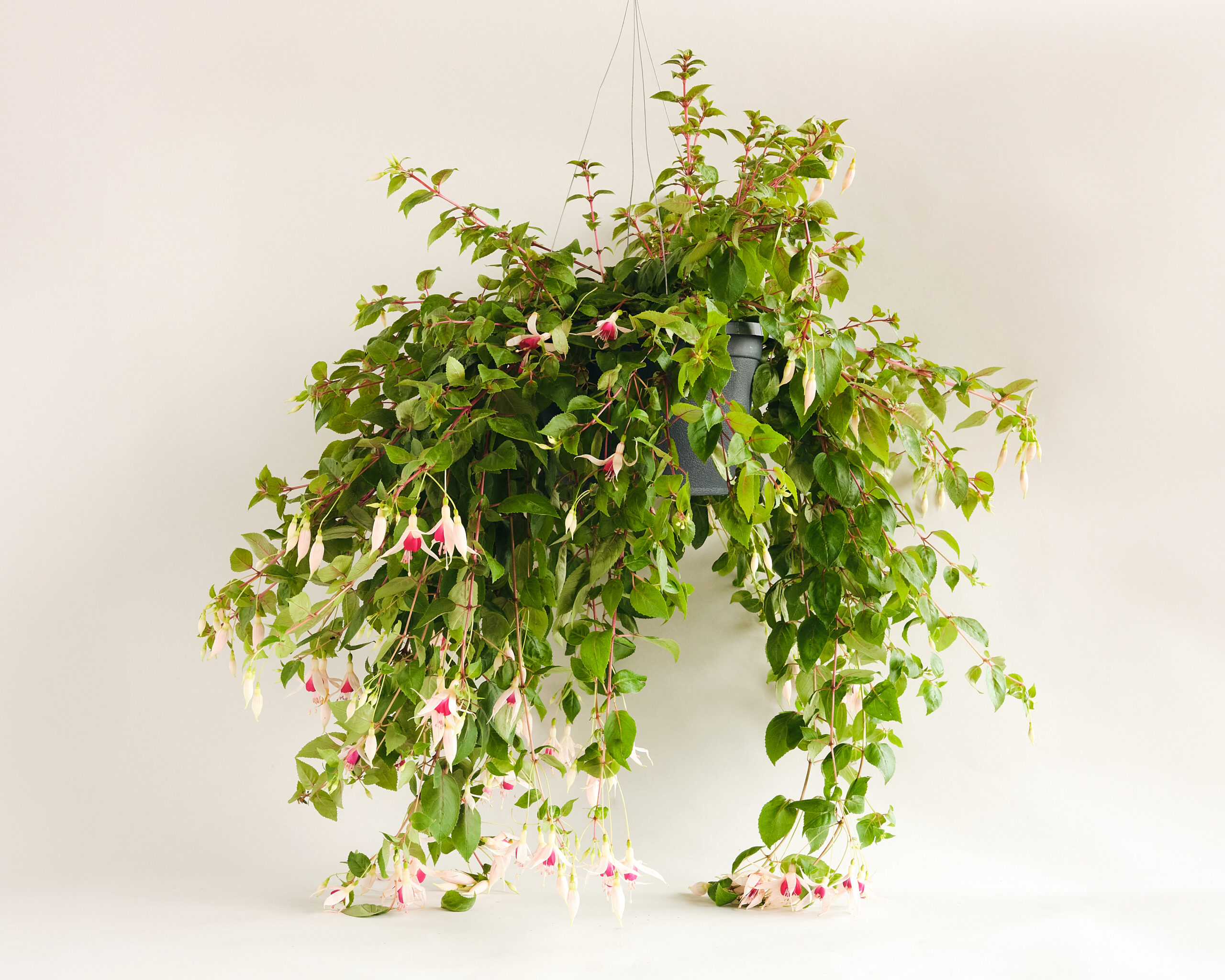 floral hanging basket